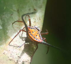 Macracantha