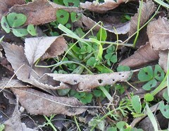 Medicago arabica