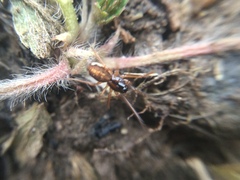 Pachygnatha autumnalis
