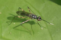 Rainieria