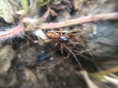Pachygnatha autumnalis