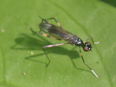 Rainieria
