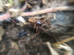Pachygnatha autumnalis