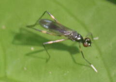 Rainieria