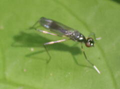 Rainieria