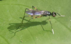Rainieria