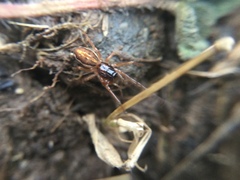 Pachygnatha autumnalis