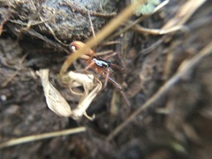 Pachygnatha autumnalis