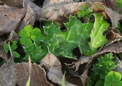 Medicago arabica