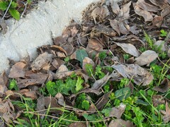 Medicago arabica