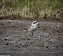 Charadrius alticola