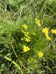 Lomatium caruifolium