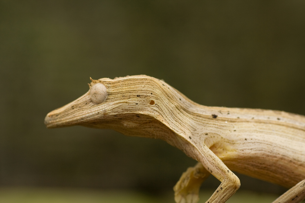 Lined Flat-Tail Gecko