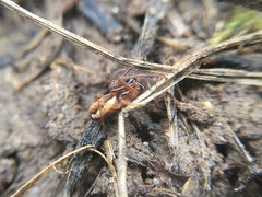 Pachygnatha autumnalis