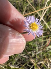 Symphyotrichum subulatum elongatum