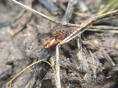 Pachygnatha autumnalis