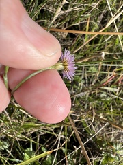 Symphyotrichum subulatum elongatum