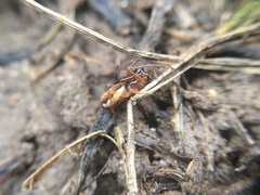 Pachygnatha autumnalis