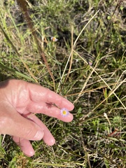 Symphyotrichum subulatum elongatum