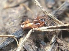 Pachygnatha autumnalis