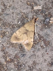 Uresiphita