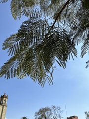 Delonix regia