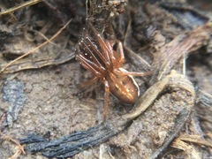 Pachygnatha autumnalis