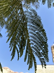 Delonix regia