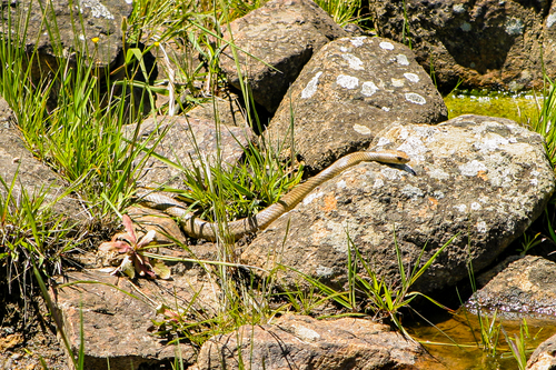 Eastern Brown Snake sighting