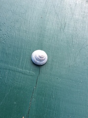 Coelotrochus tiaratus