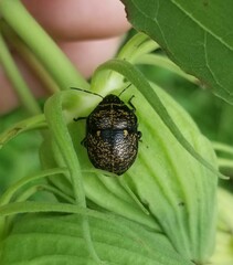 Orsilochides guttata