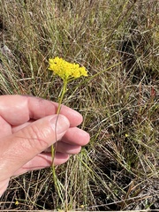 Polygala cymosa