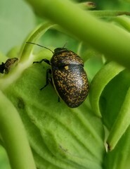 Orsilochides guttata