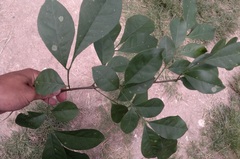 Trichilia havanensis