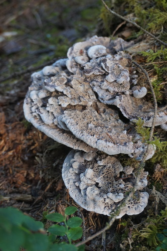 Hydnellum cyanopodium image