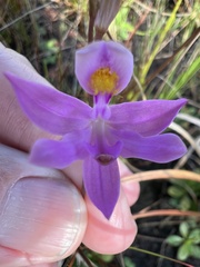 Calopogon barbatus