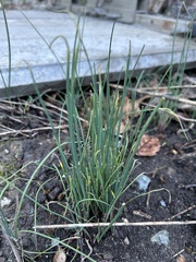 Allium schoenoprasum