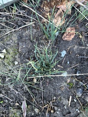 Allium schoenoprasum