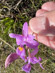 Calopogon barbatus