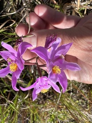 Calopogon barbatus