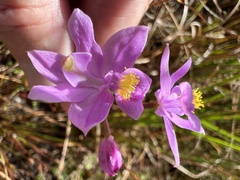 Calopogon barbatus