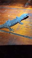Oedura tryoni
