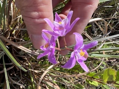 Calopogon barbatus