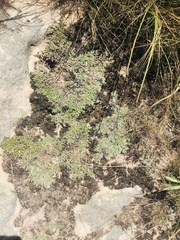 Selaginella dregei