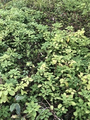 Alstroemeria psittacina