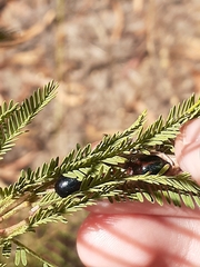 Calomela curtisi