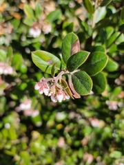 Arctostaphylos tomentosa