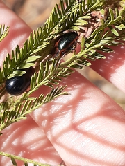 Calomela curtisi