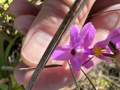 Calopogon barbatus