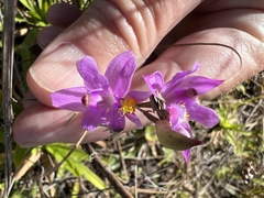 Calopogon barbatus